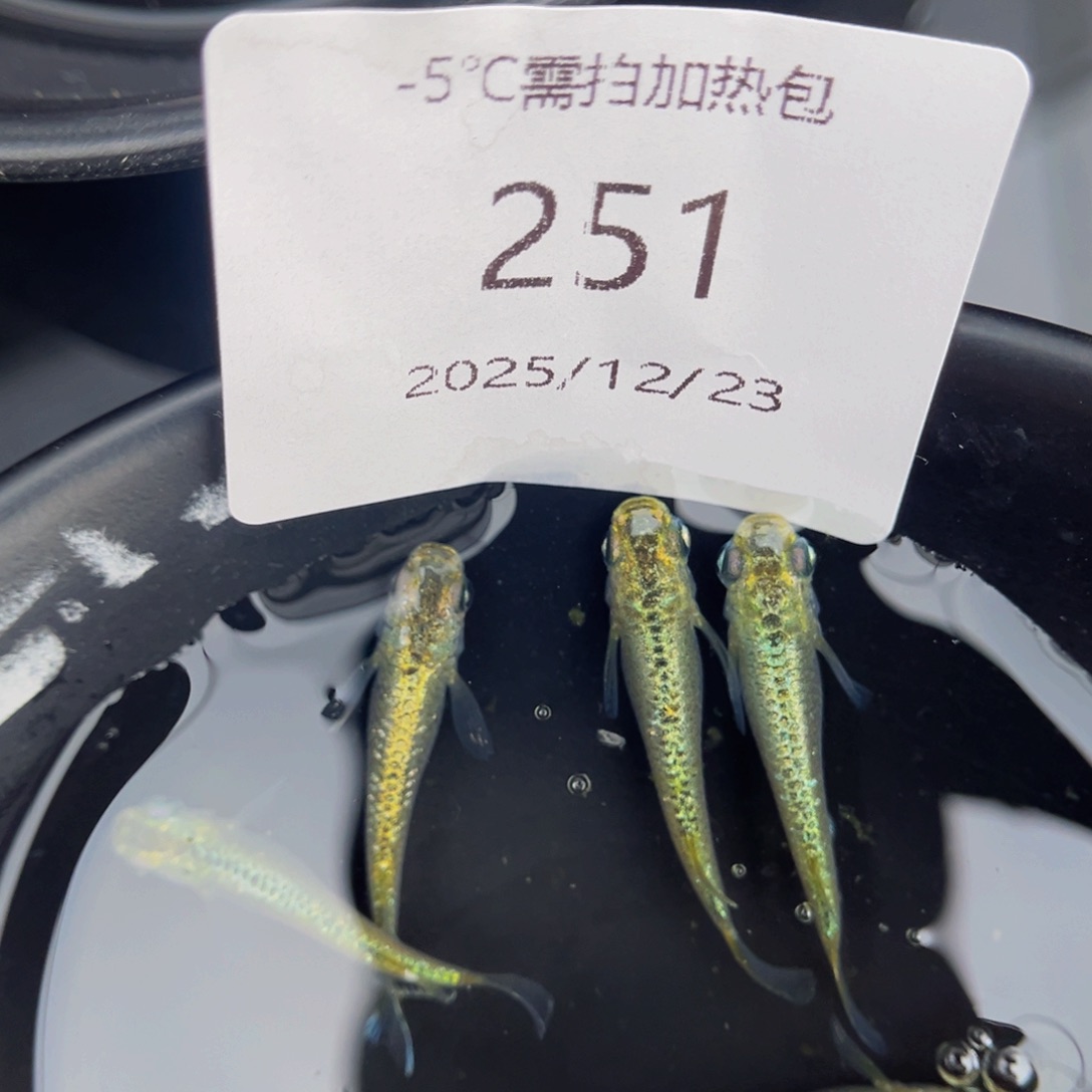 青鳉鱼251加布里埃尔五尾
