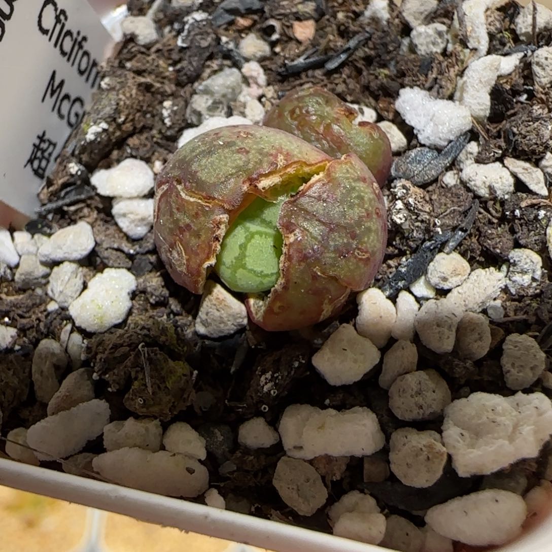 肉锥多肉植物百科-超级绒面猴脸1768