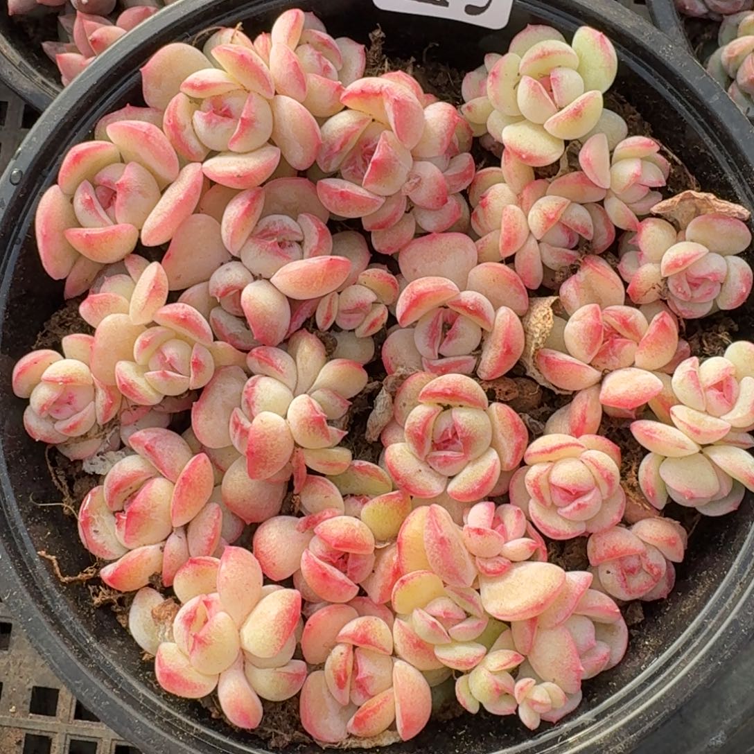 多肉植物多肉植物522