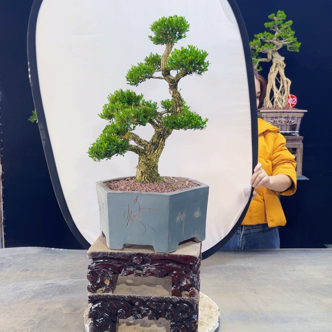 高端黄杨盆景艺术