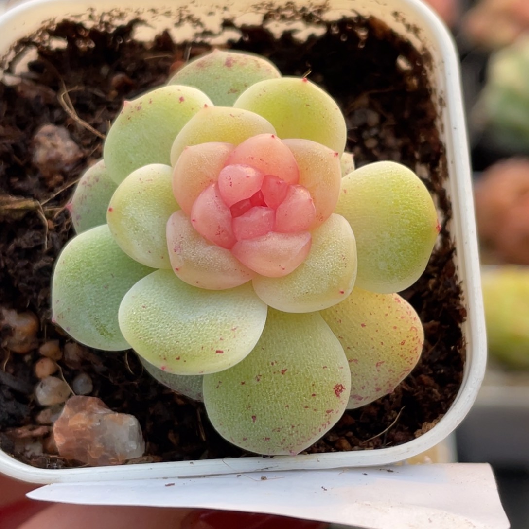 570号糖心冰心珍妮