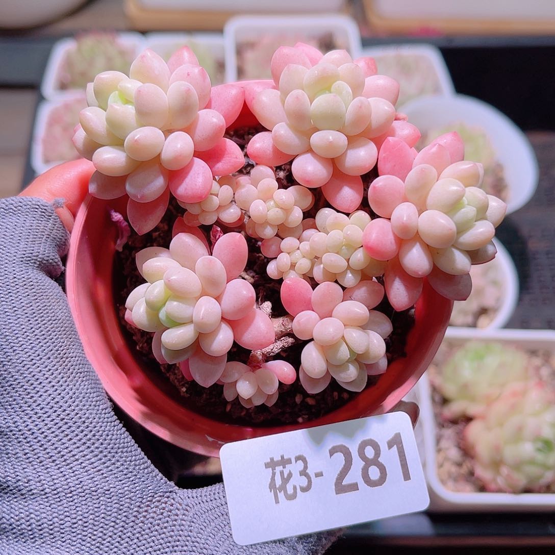 花03-281洛可可群