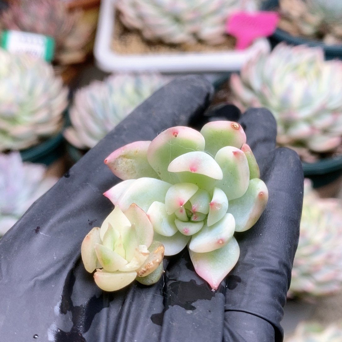 234锦锦锦锦锦锦