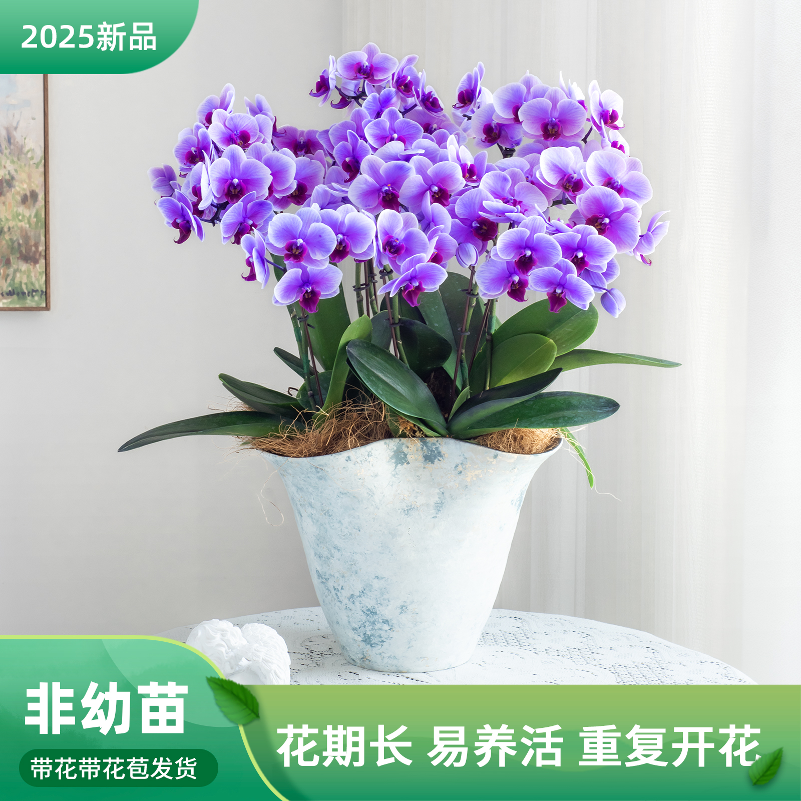 精品鲜花蝴蝶兰【马卡龙bb】荷兰活体生物盆栽室内带花朵大号