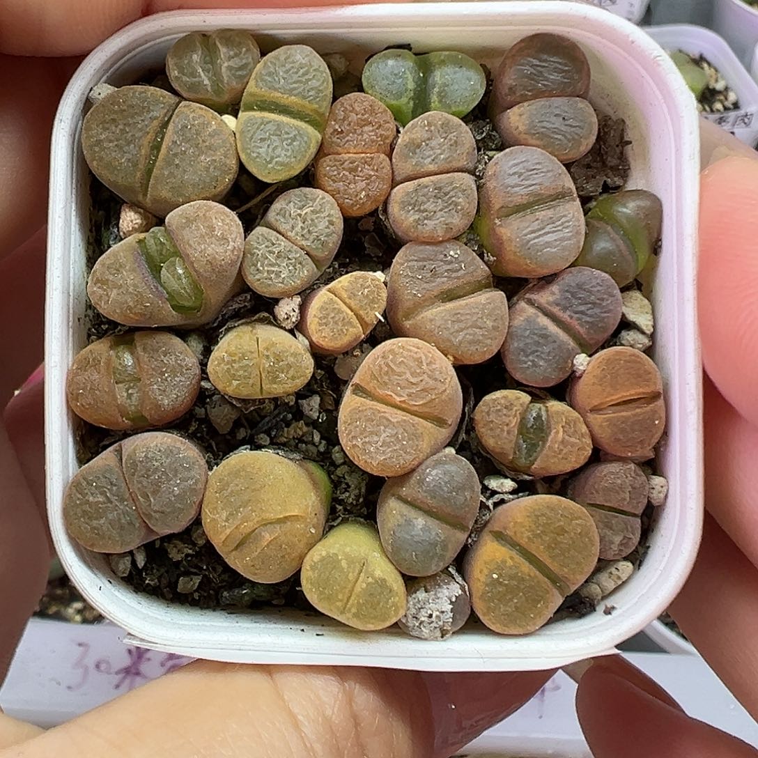 710蛋糕风铃带盆土发货