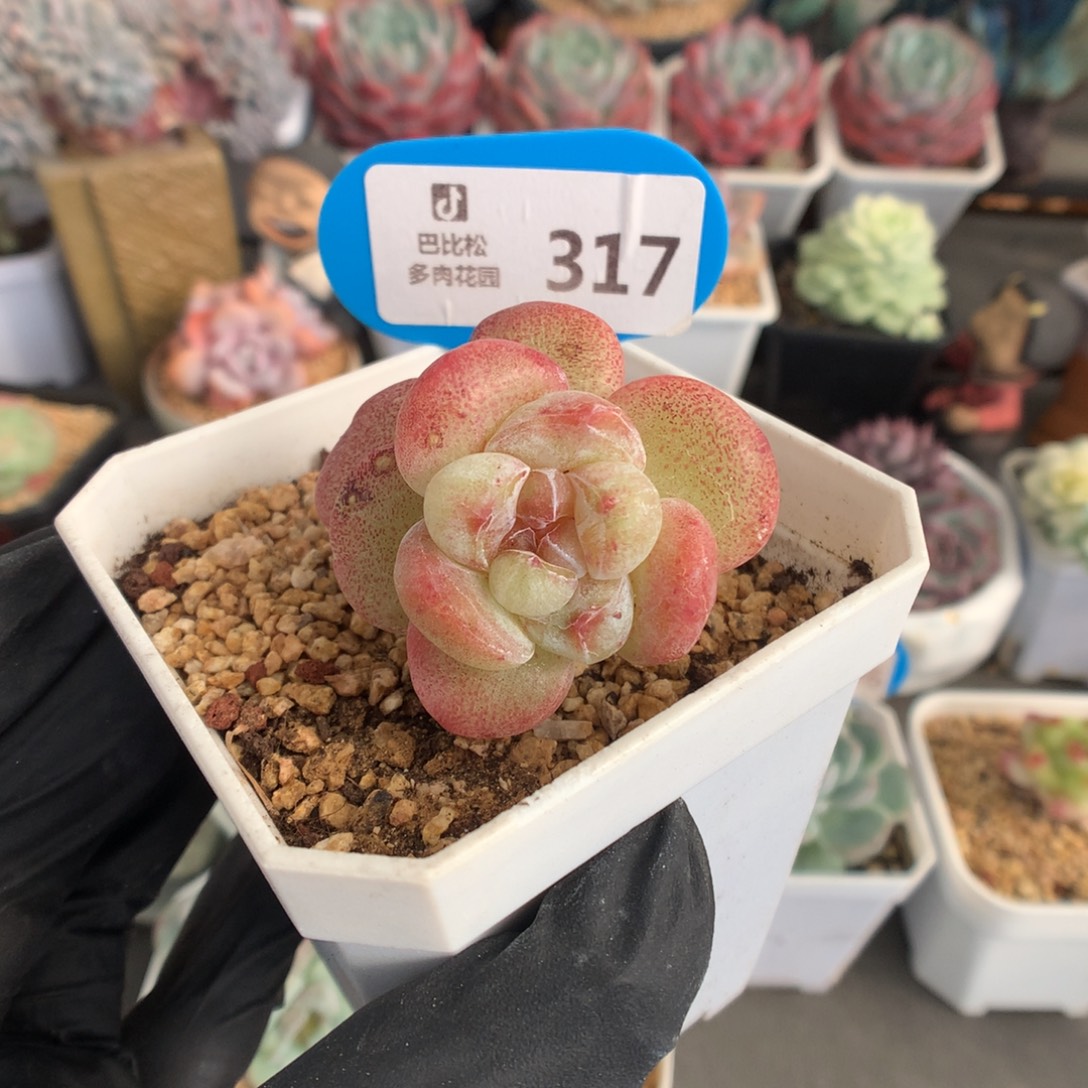 317 冰玉石化多肉