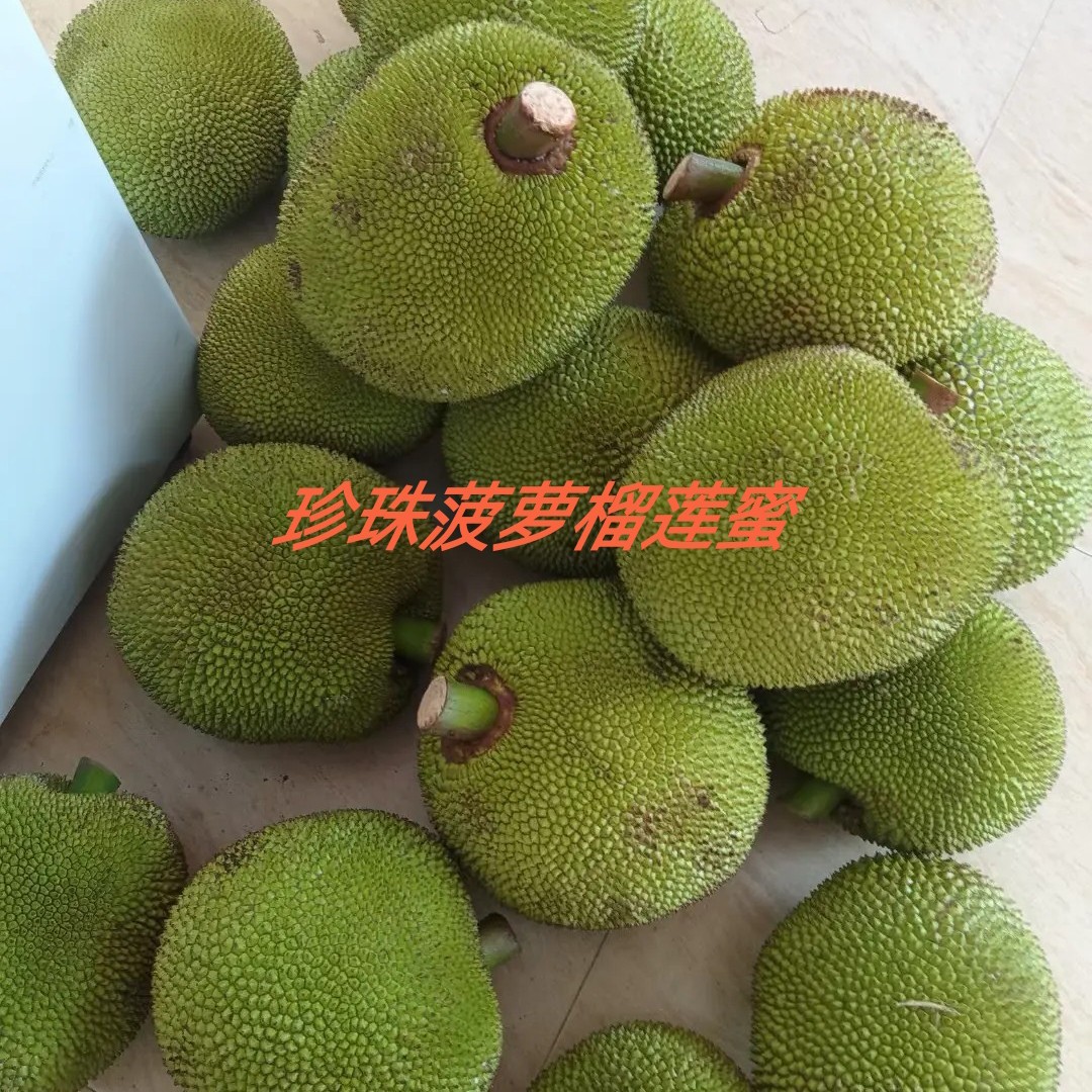新品种（珍珠榴莲菠萝蜜苗）改良嫁接种植结果快培育营养杯苗发货