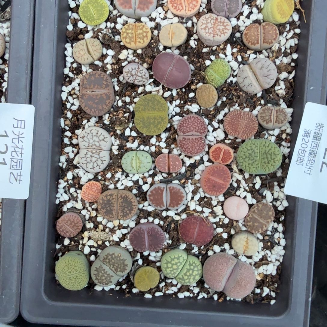 哈哈笑了好的哈这就122这个