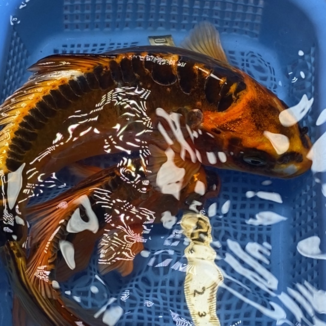 锦鲤冷水锦鲤包邮