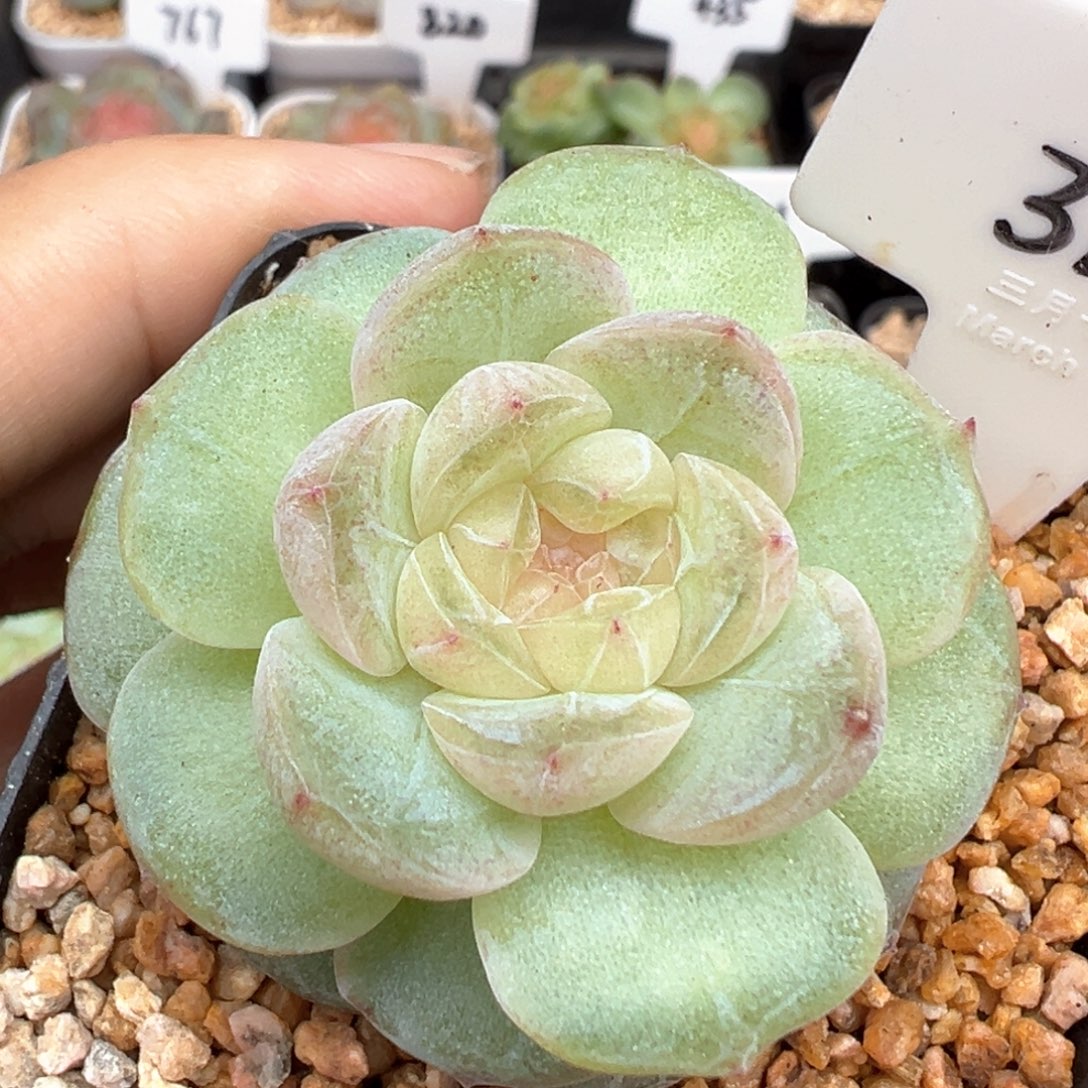 318号风花雪月系列星月