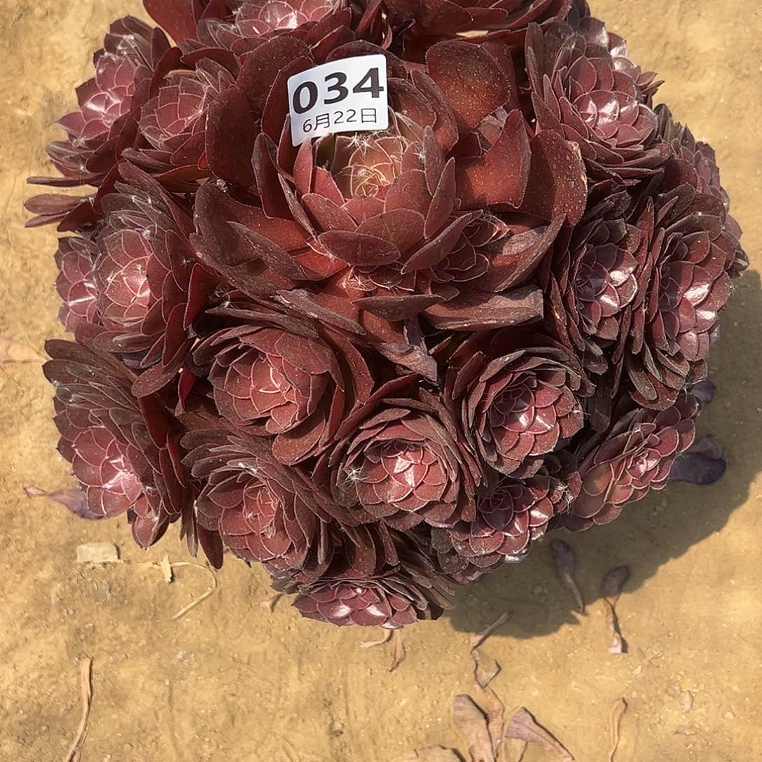 622-34哎啦多肉植物4