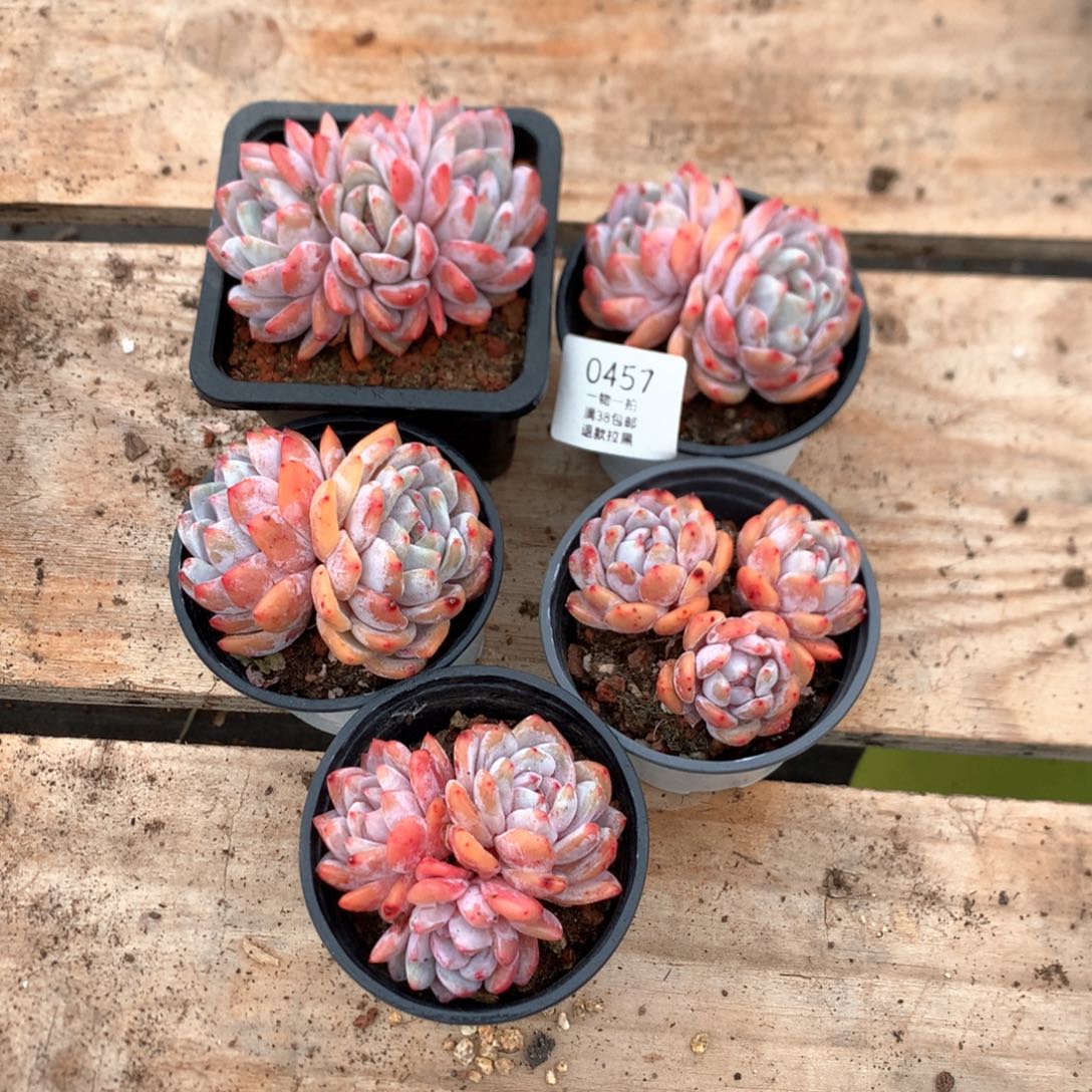 多头雪天使五颗0457