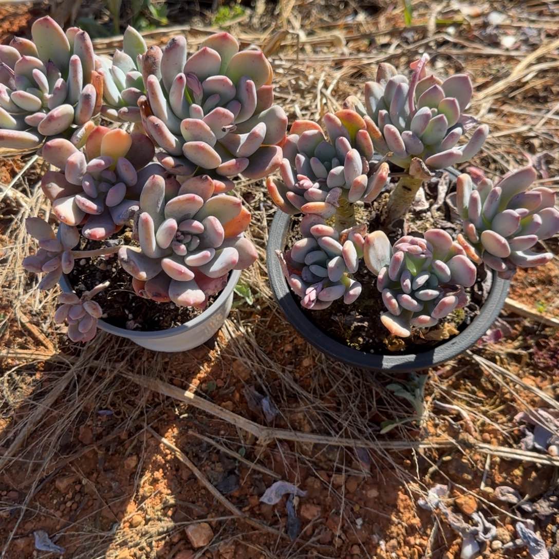 嘿嘿哈哈笑不了啊救命笑疯好