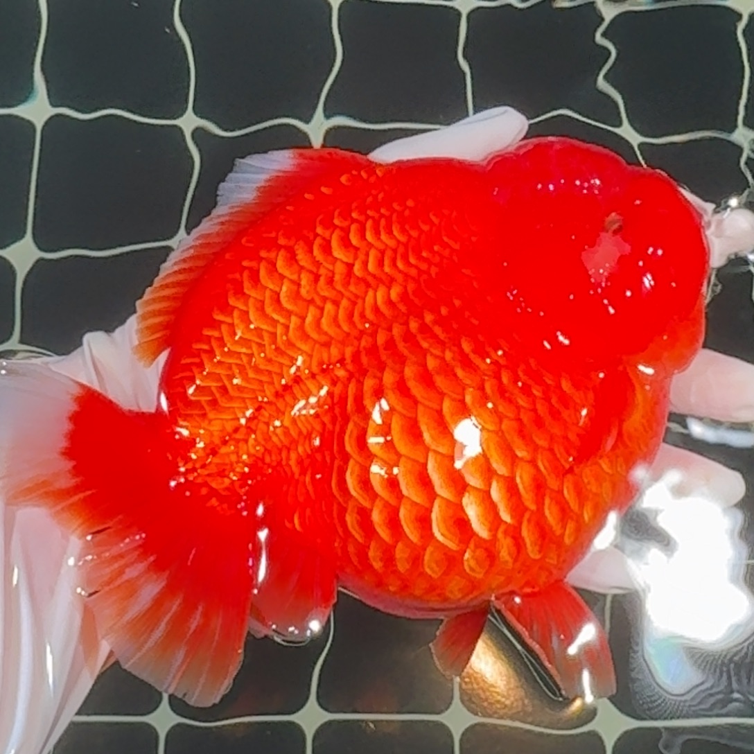 金鱼精品高货短尾将军狮子