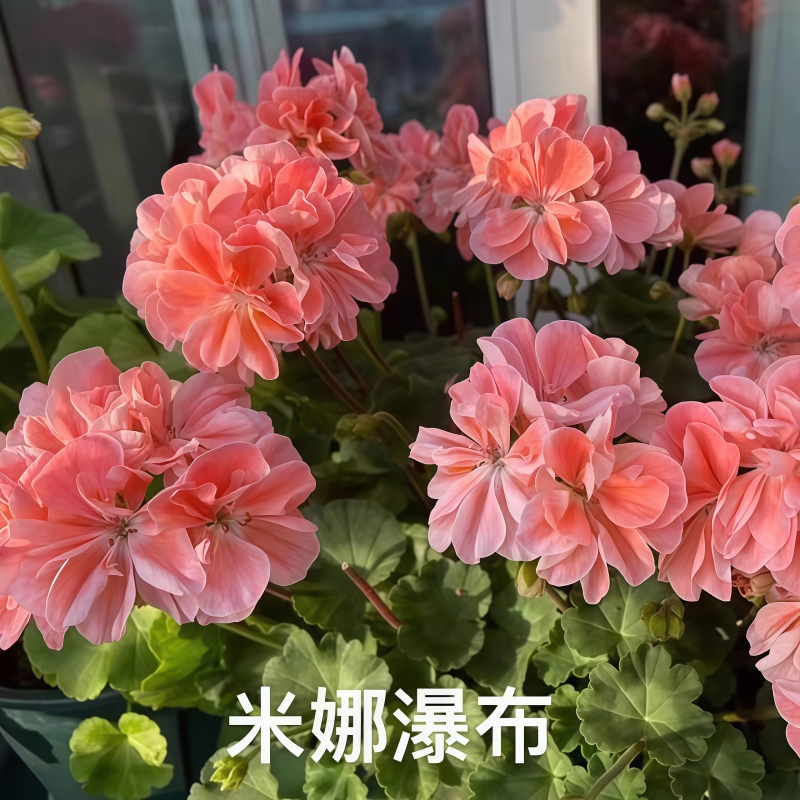 【米娜瀑布】直立 带花苞 精品天竺葵原盆土发货美丽花卉重瓣爆花
