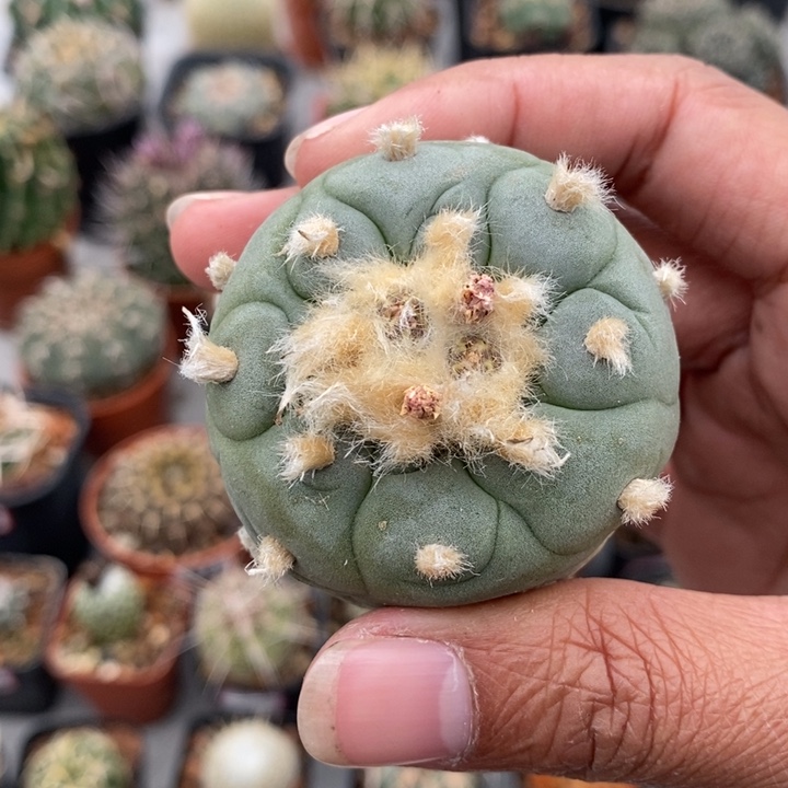 【闪购商品】长毛海鲜