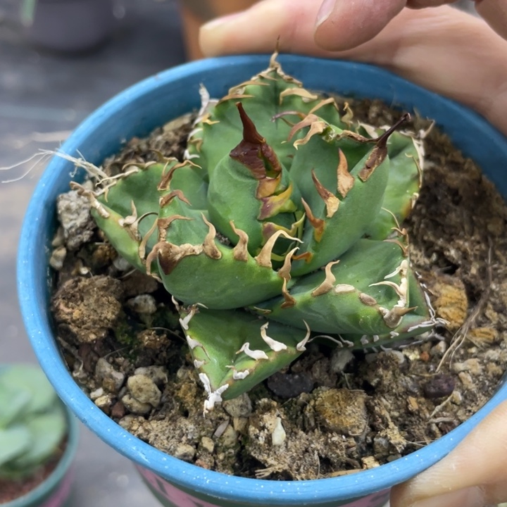 【闪购商品】蔡**·魔丸 灯养