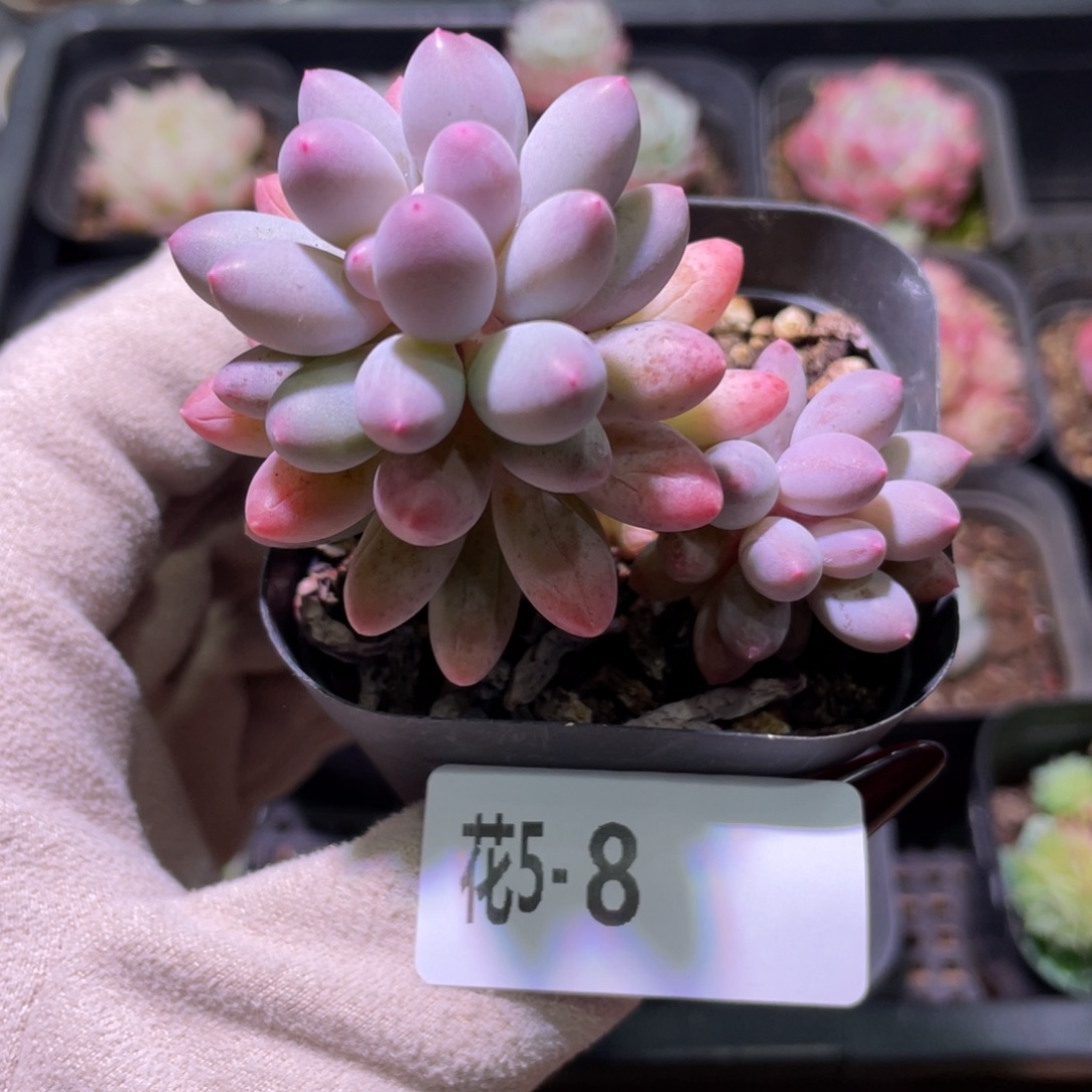 花利美5-8婴儿手指