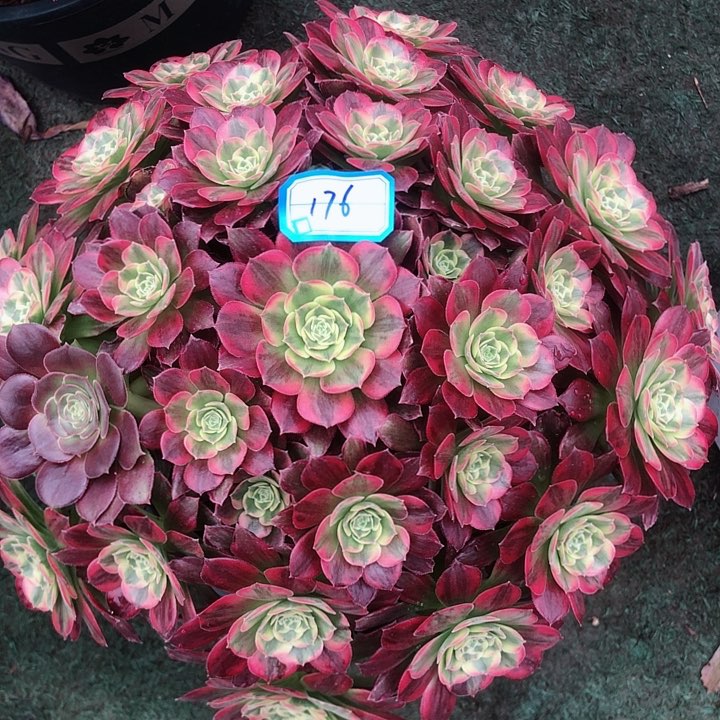 176雨荷多肉法师