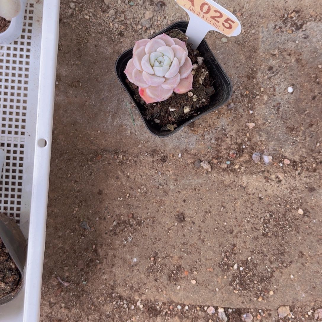 ʚ***ɞA025杂交一物一拍