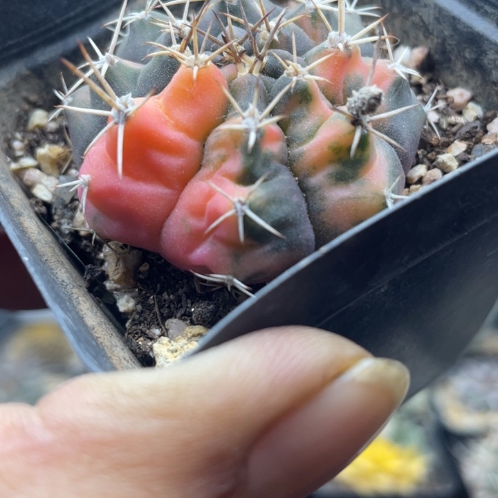 实生绯花玉锦带盆发货