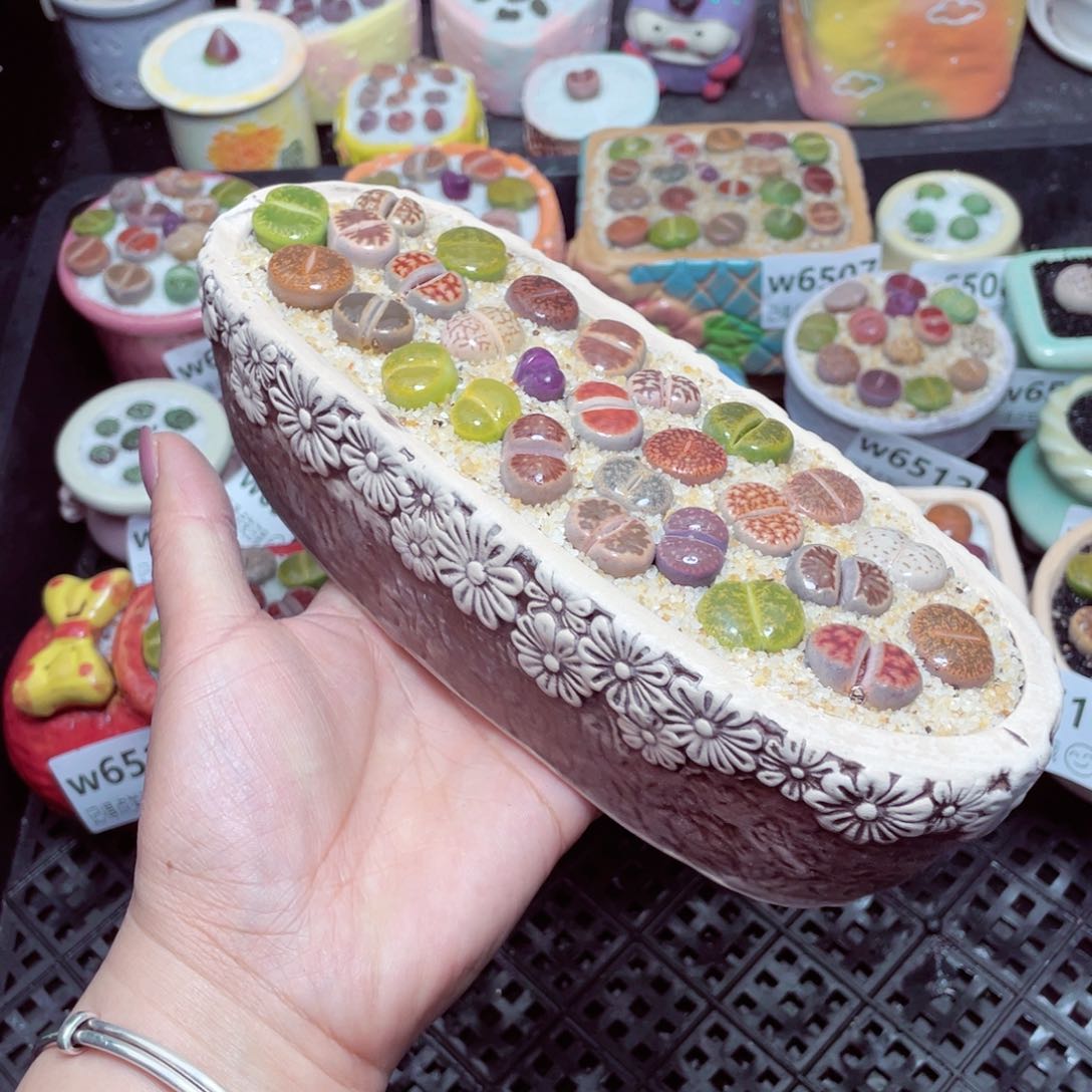 w6518 -零下地区拍保温箱-15支持寄养