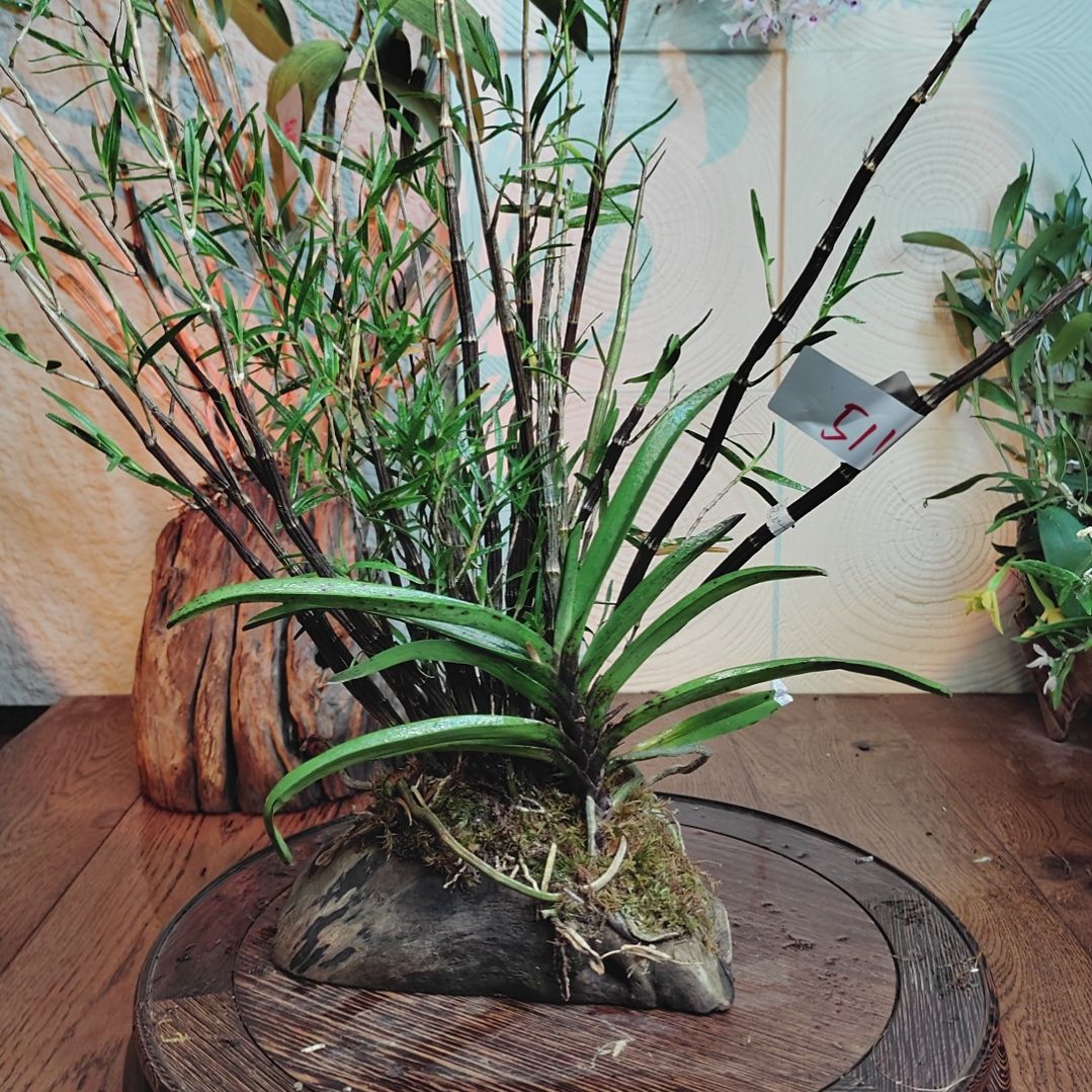 全部花朵522姬竹叶，腊质红风兰花卉