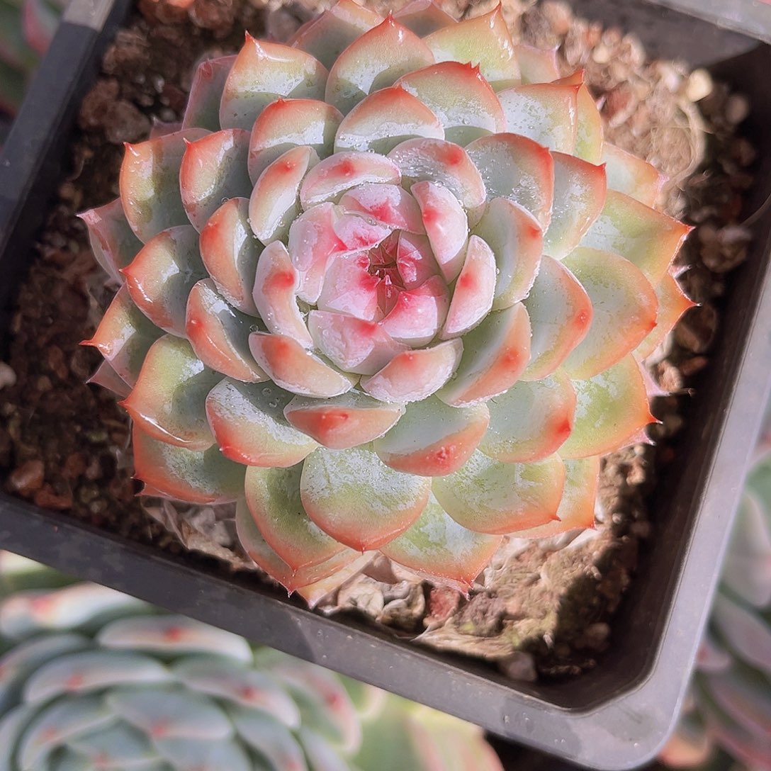 海洋之心7.5公分9999999