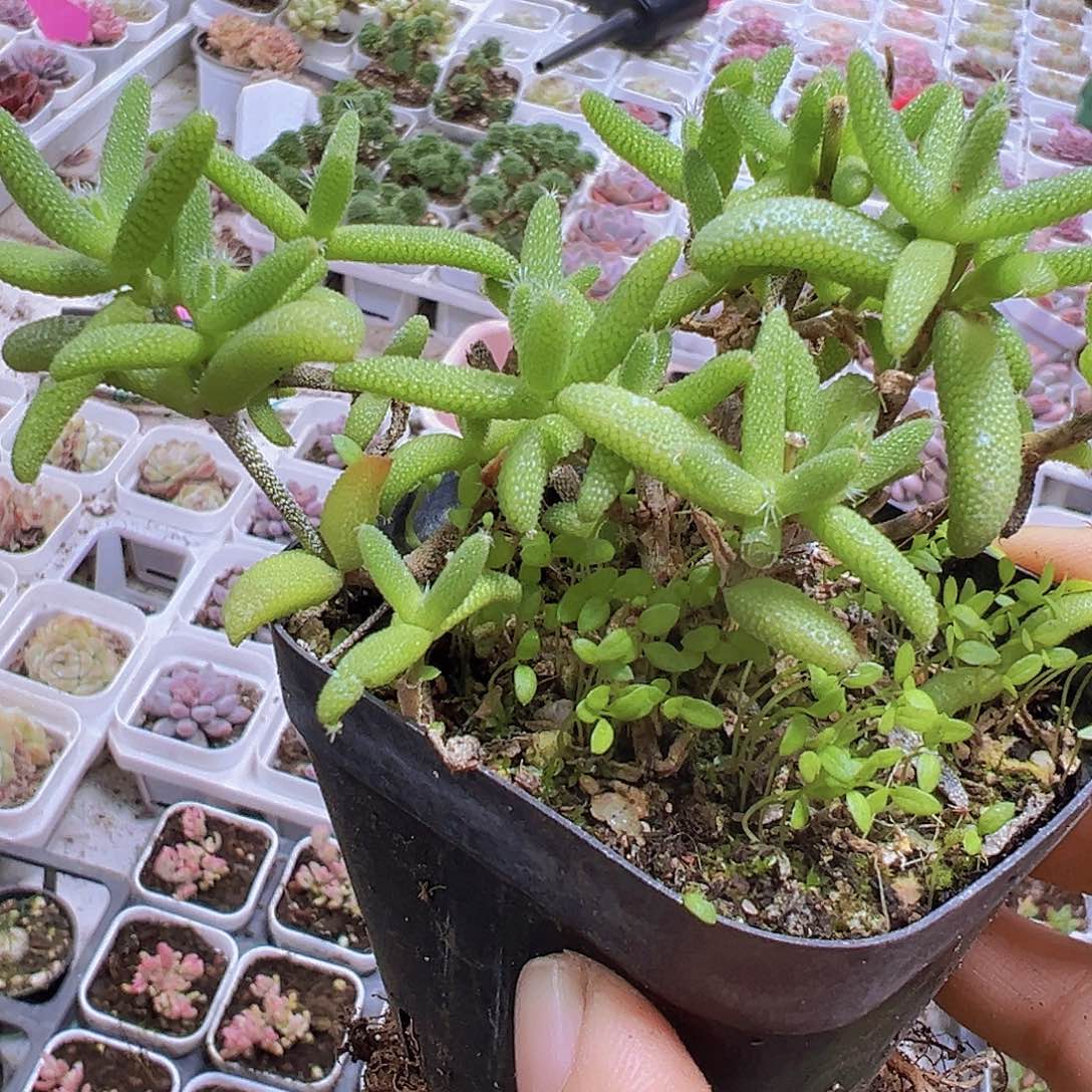 玉米枝干19包邮多肉
