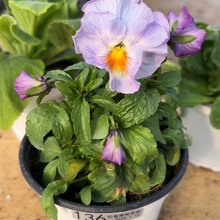 红陶抖音直播闪拍136