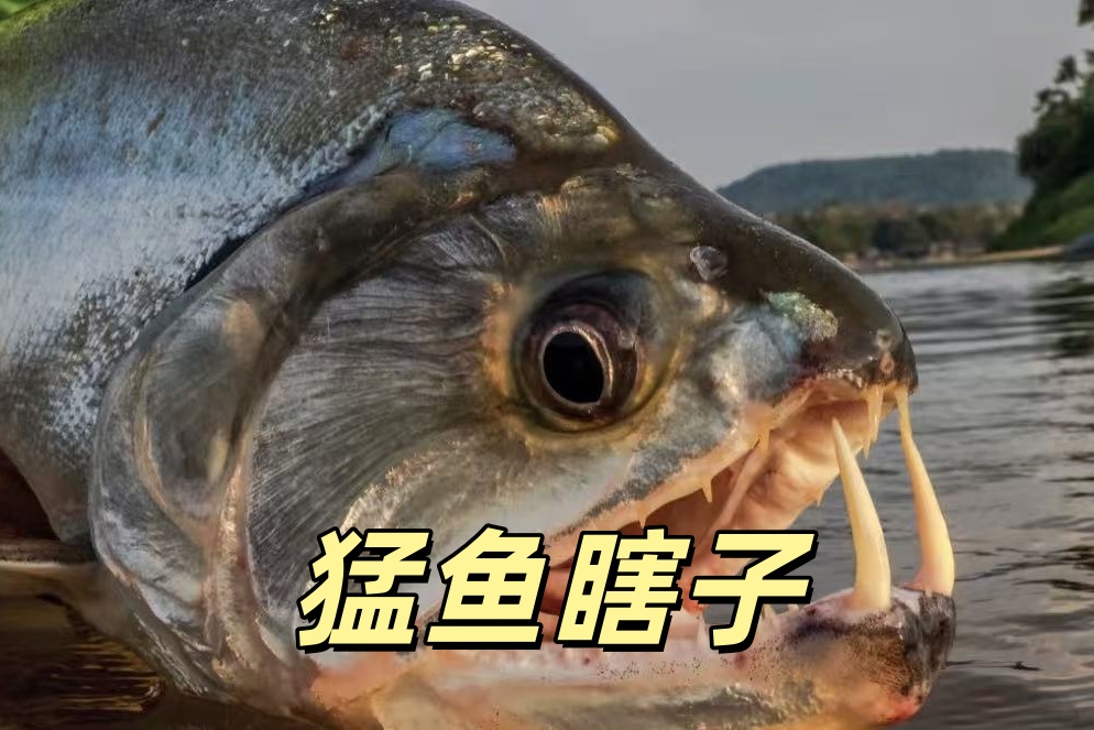 猛鱼瞎子186盒子  不退不换 包开箱（售后提供完整开箱视频）