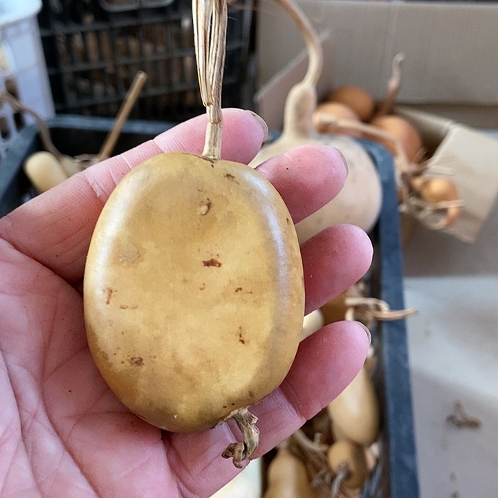 s n s x l x k s s s s s