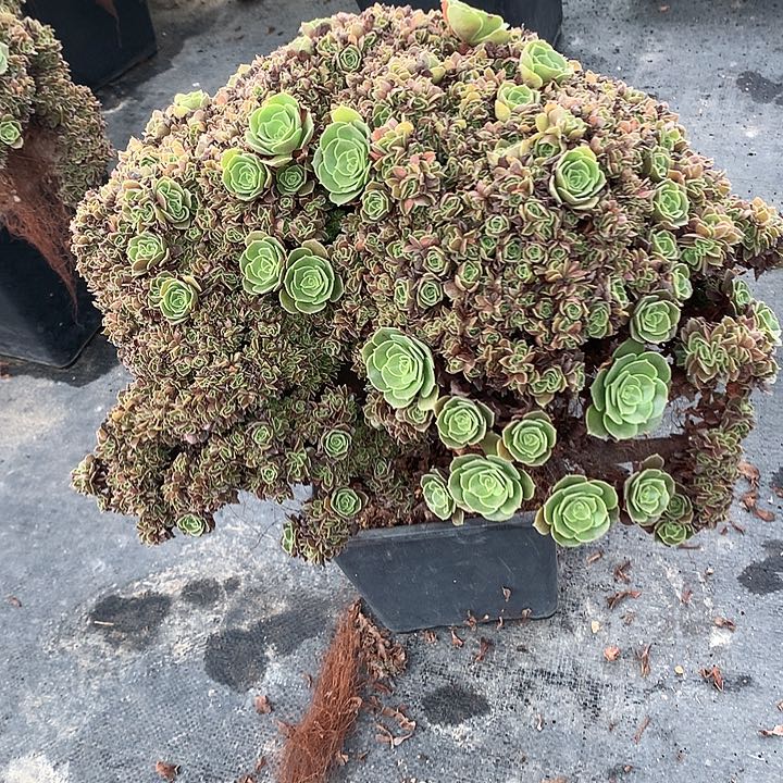 玫瑰朵朵脱土不带盆