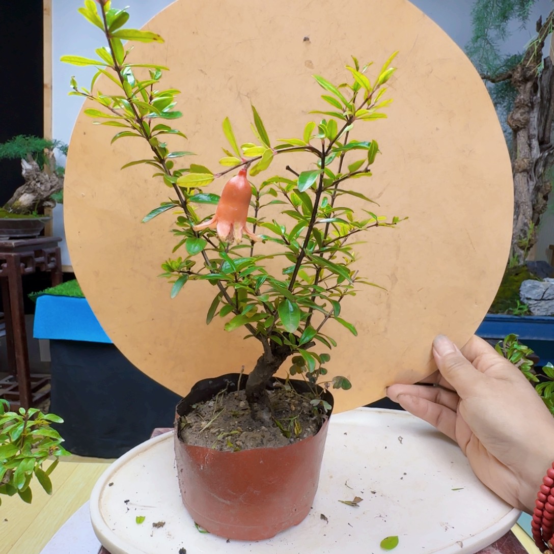 生***虎无花朵三春柳柽柳干干净净家