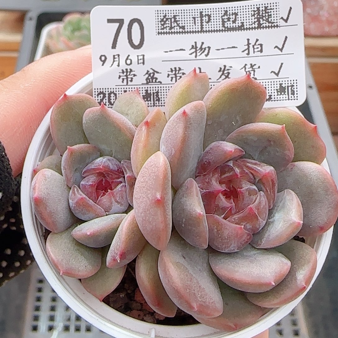 多肉0906-70红恋红恋