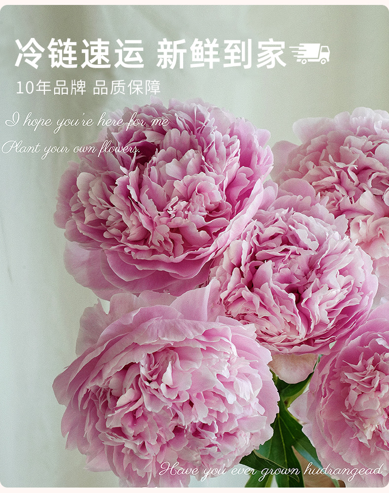 【现货速发*莎拉】芍药鲜切花A级重瓣菏泽鲜花直发粉色系芍药花