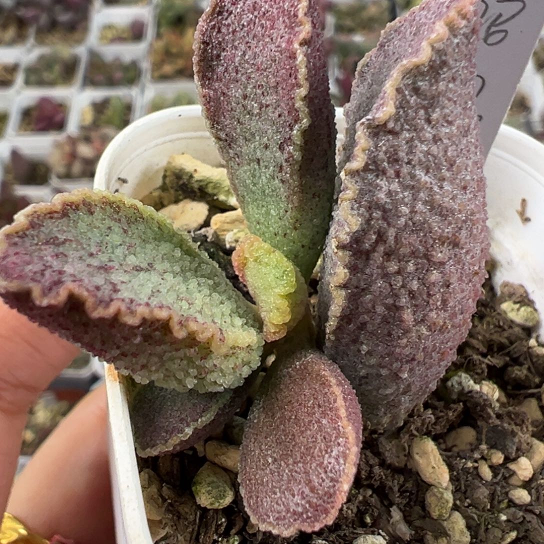 昭君多肉植物水泡