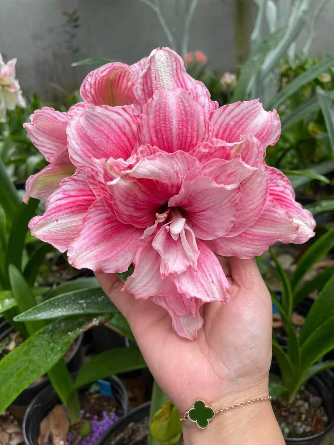 S孤挺花园 甜心礼服 带盆