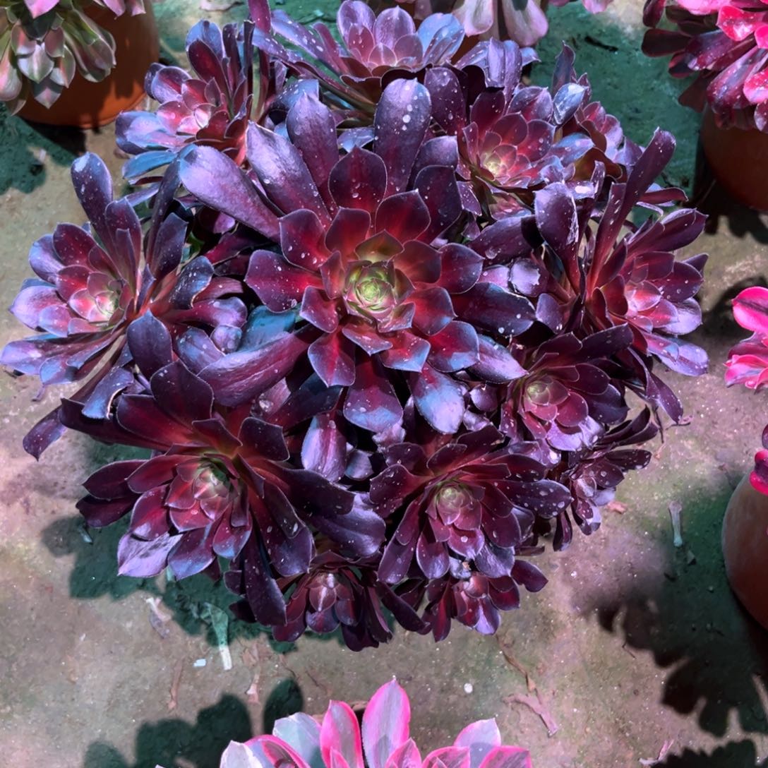 多肉植物华纳343