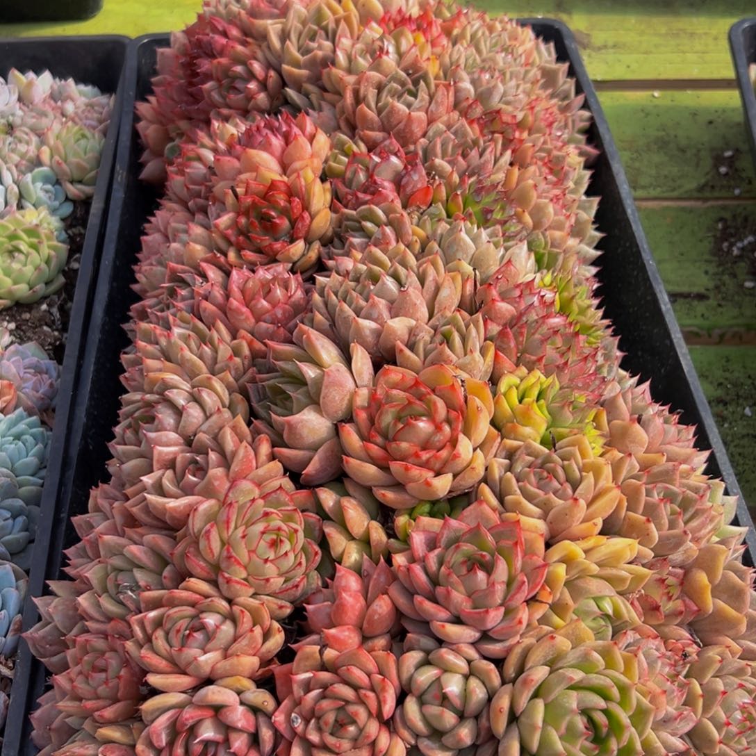 小***秀720多肉葡萄的味道是真的很