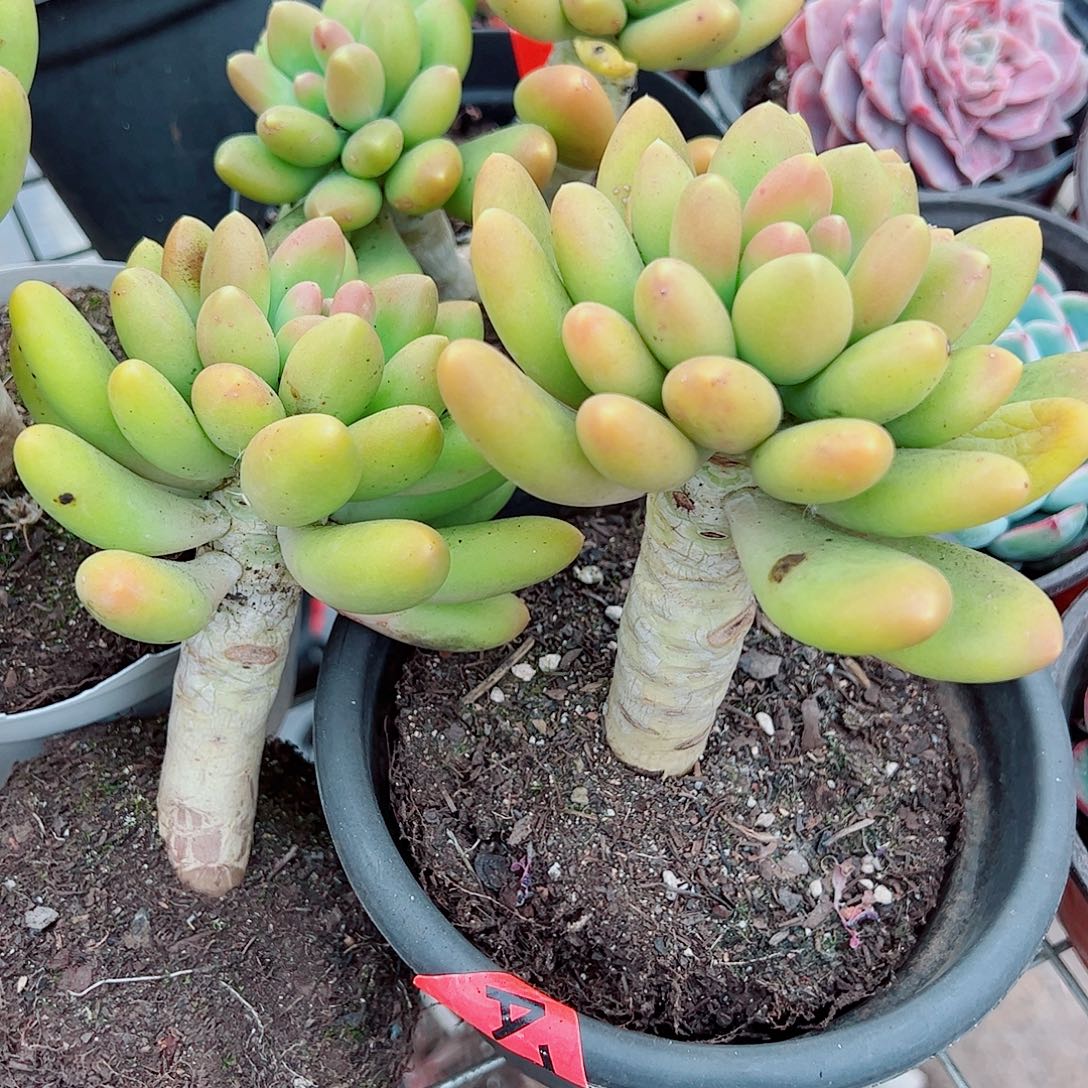 芒果奶大单头精品特价