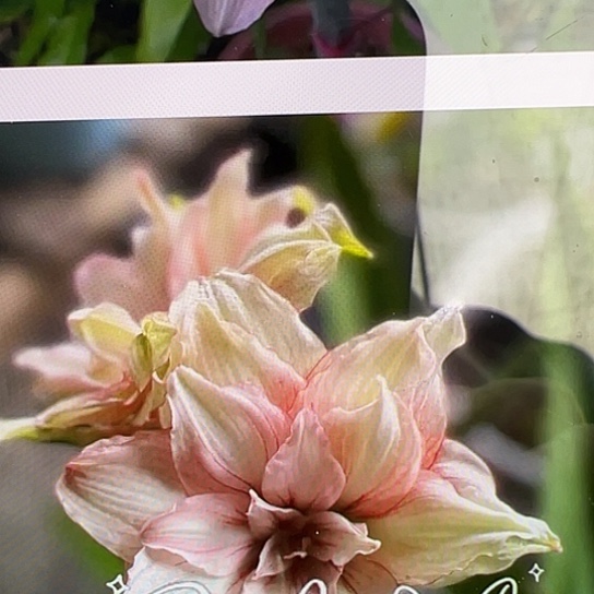 朱顶红566开花球带侧