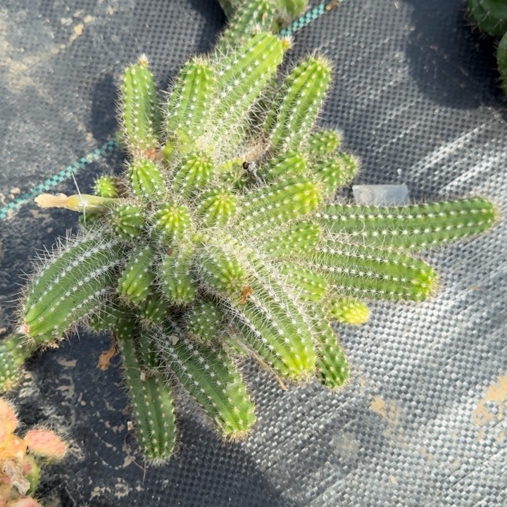 白檀仙人掌群生一群281