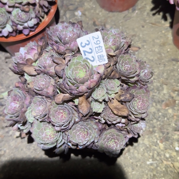 红魔……不包断枝……多肉植物
