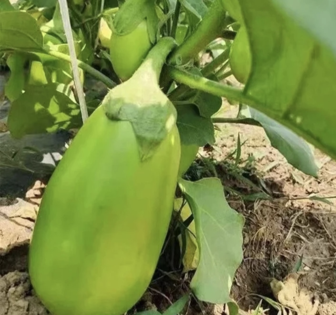 河南农家现摘当季新鲜青皮茄子鲜嫩可生吃
