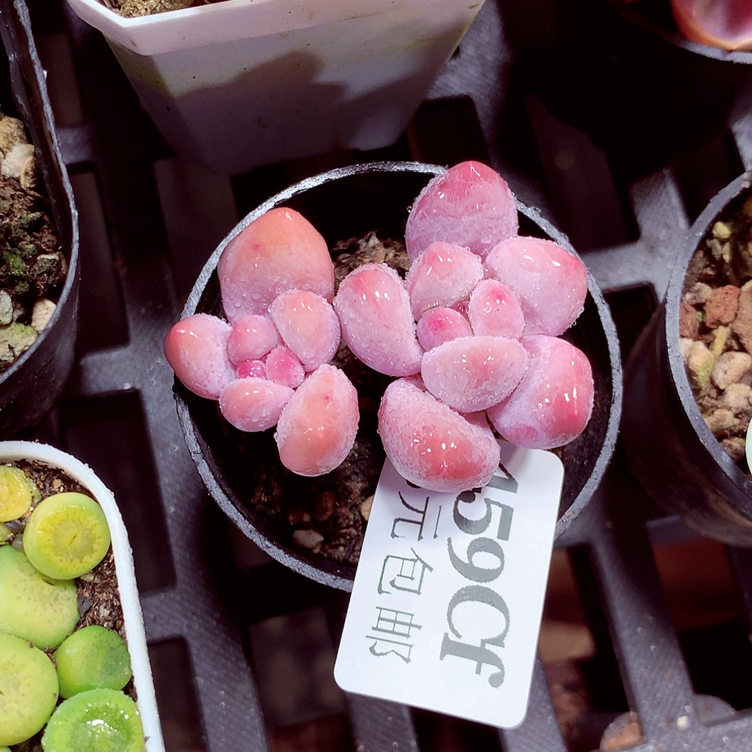 5厘米盆精控多肉459