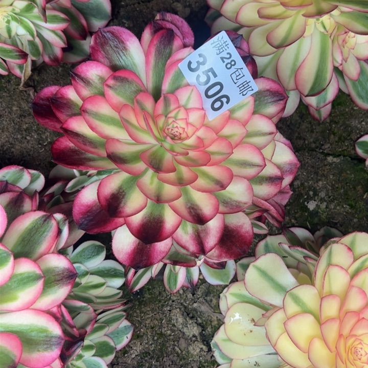 3506南倾城多肉植物