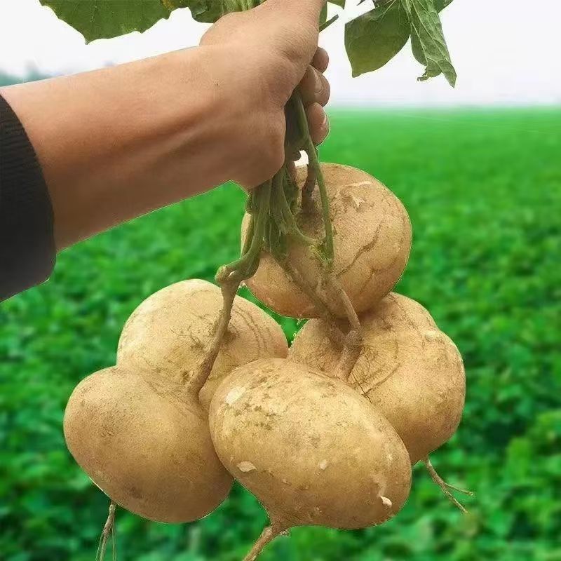 贵州萝卜沙土新鲜脆甜地瓜凉薯农家现挖自种蔬菜当季应季水果