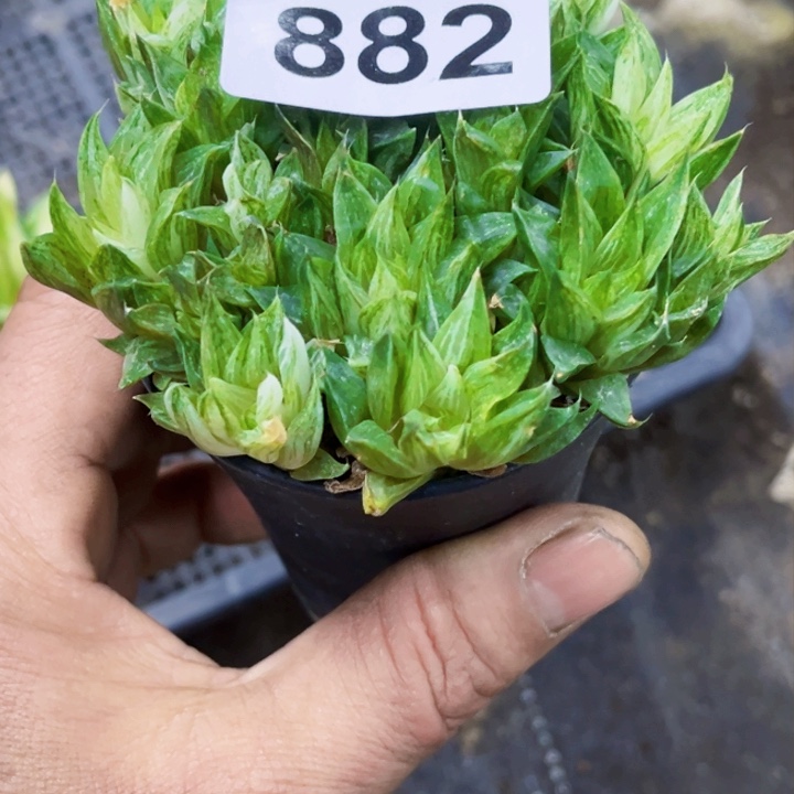 冰沙糖882 一物一图如图