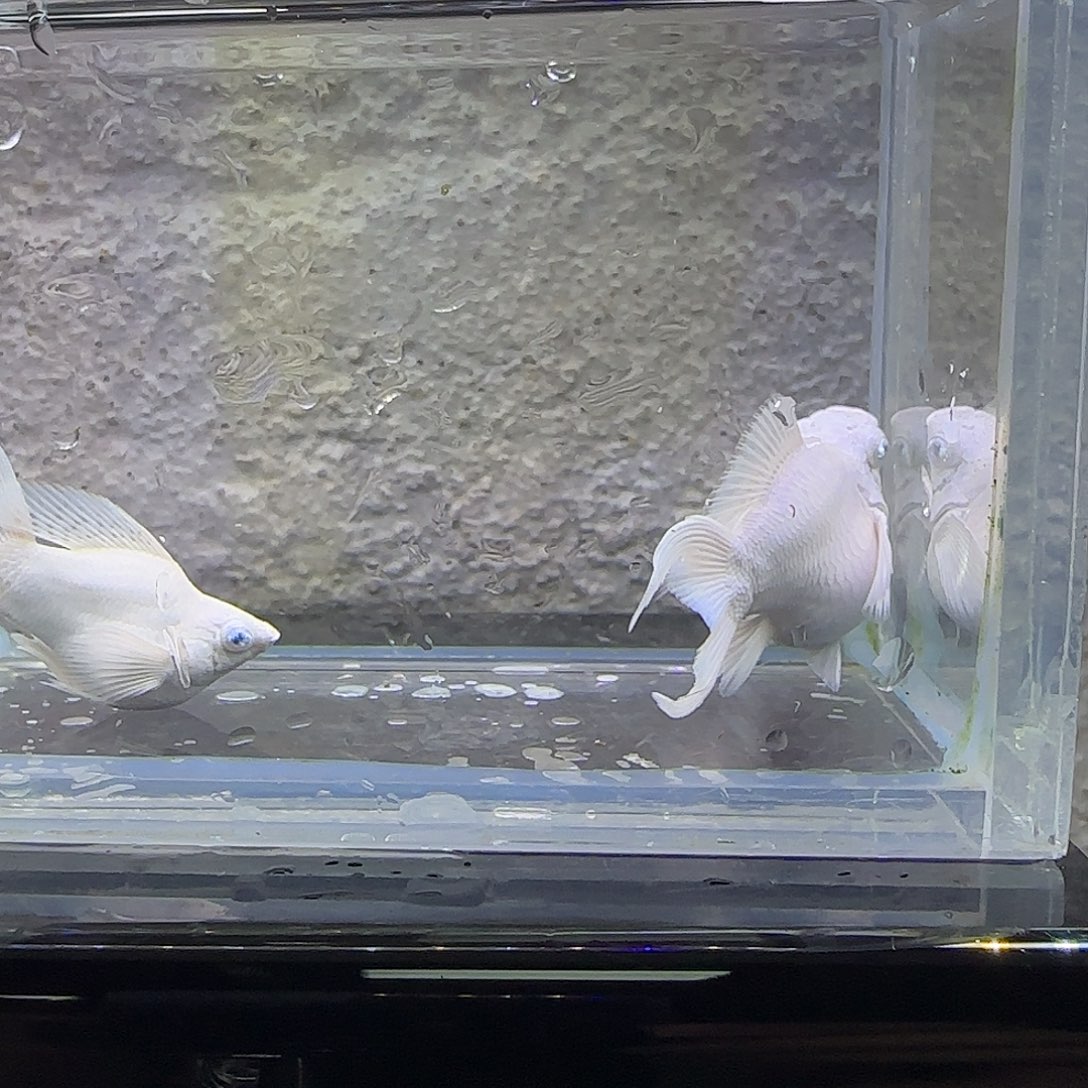 孔雀鱼瓷白玛丽。89号